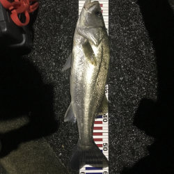 台風後シーバス