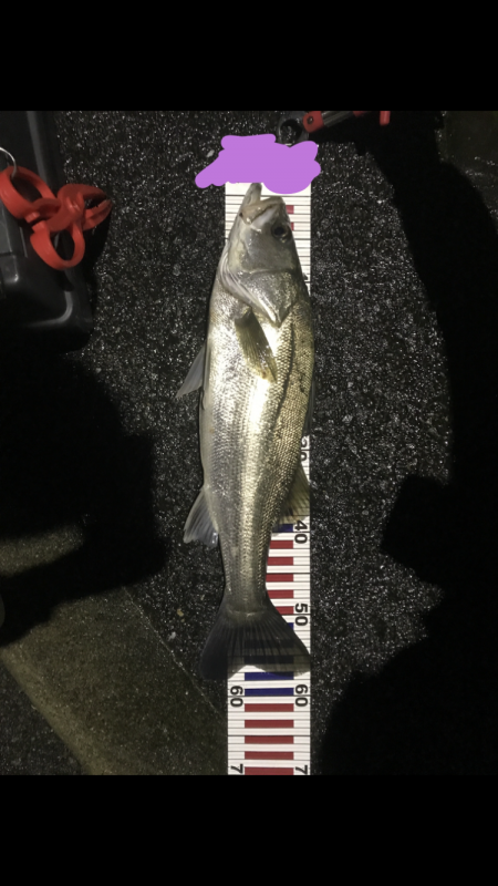 台風後シーバス