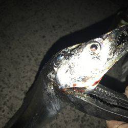 仕事帰りにタチウオ