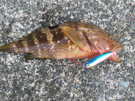 久しぶりにアコウ