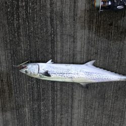 悪天候の中の一匹