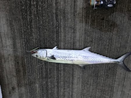 悪天候の中の一匹