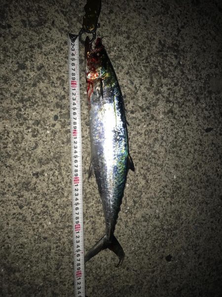 目標魚種達成まであと一種