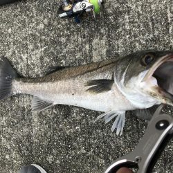 爆風、雨、水濁る=シーバス釣れるの方程式