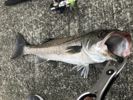 爆風、雨、水濁る=シーバス釣れるの方程式