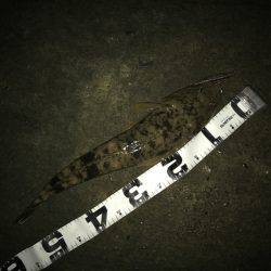 マゴチがきた！