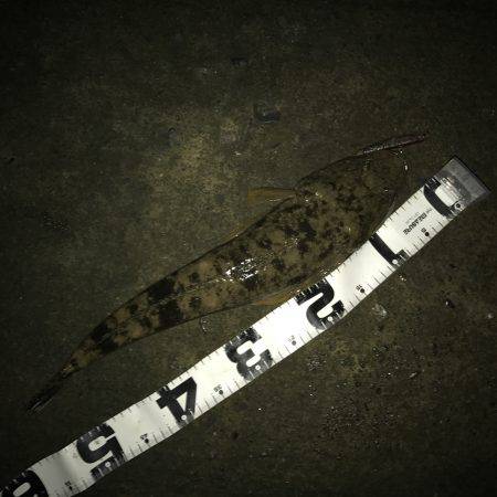 マゴチがきた！