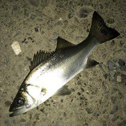 セイゴに遊ばれて