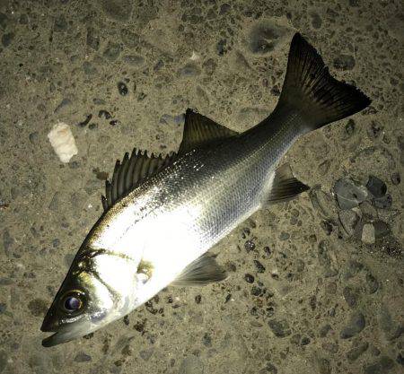 セイゴに遊ばれて