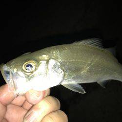 セイゴに遊ばれて2nd