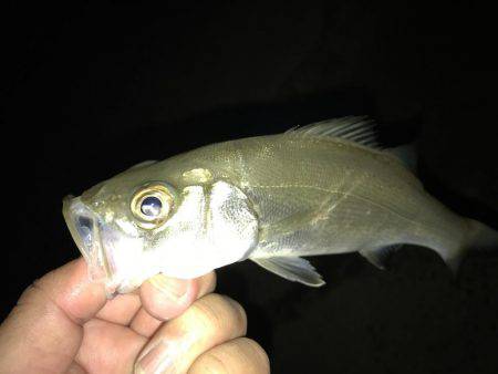 セイゴに遊ばれて2nd