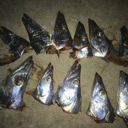 朝練の後の〜仕事帰りの〜夕まずめ♫