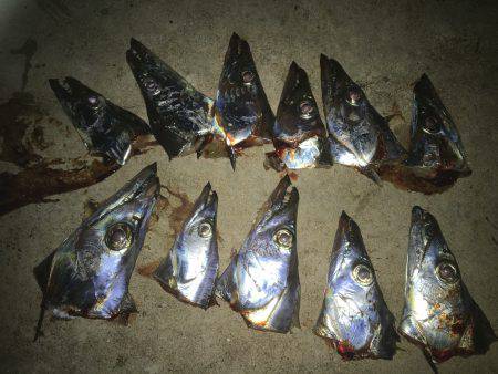 朝練の後の〜仕事帰りの〜夕まずめ♫