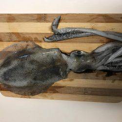 ナイトエギング