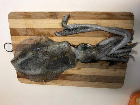 ナイトエギング