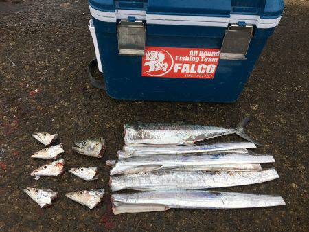 サゴシ♫愛し恋し♫