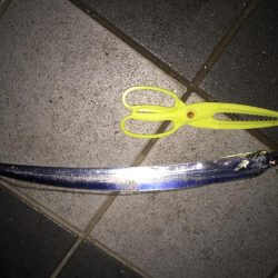 F4太刀魚目指して