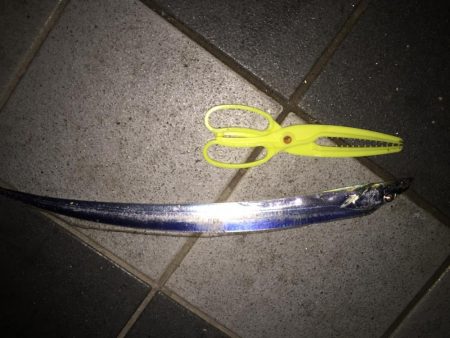 F4太刀魚目指して