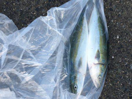 人混み避けてハマチ