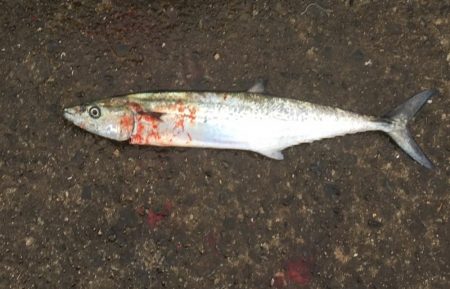 最近、雨ばっか(>_>)