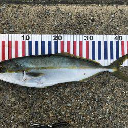 三連チャン初日