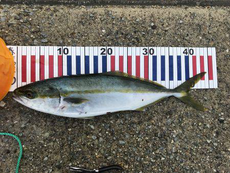 三連チャン初日