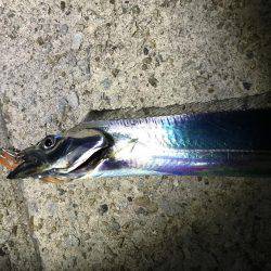 エギングのはずが