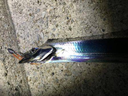 エギングのはずが