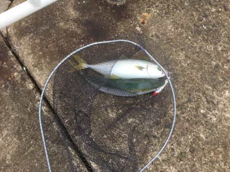 台風後の朝練♫