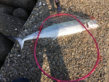 短時間でサワラゲット♫