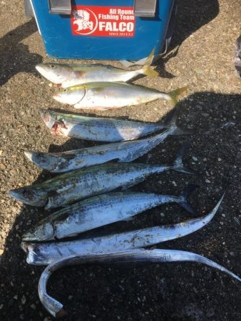 釣れてる時は朝練頑張りますよ♫