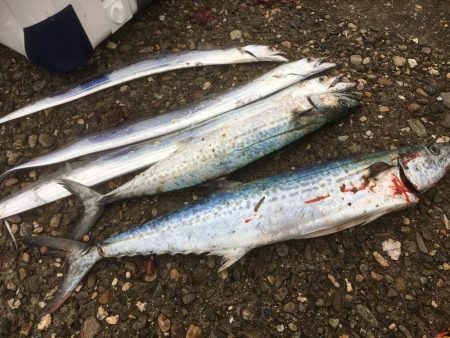 人が多いと釣れんわ〜