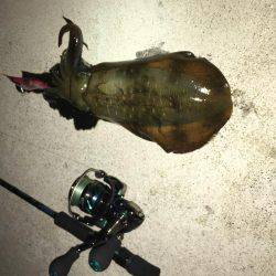 ぶらぶらエギング