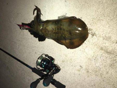 ぶらぶらエギング