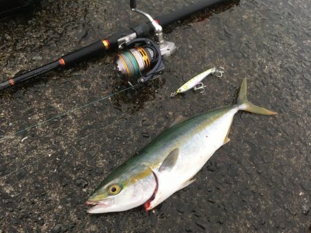 ショアプラッキング・ジギング