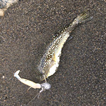 ヒラメ・マゴチ・サゴシ！周りは釣れてたけど…