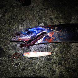 今シーズン初のタチウオ