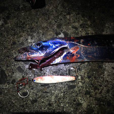 今シーズン初のタチウオ