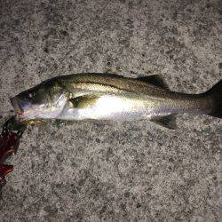 ナイトシーバス