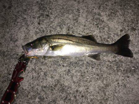 ナイトシーバス