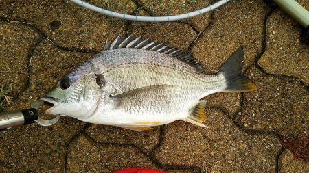 落とし込みでキビレ37cm