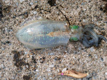 サイズが上がらない