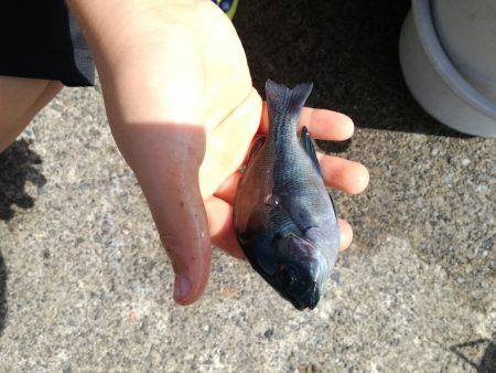 サヨリ来ず五目釣り