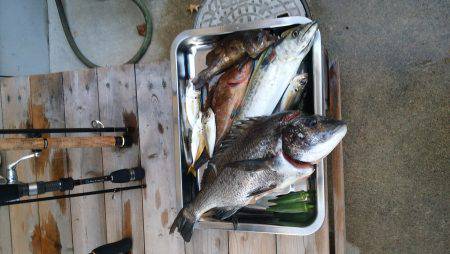 宮津サゴシ&クロダイ