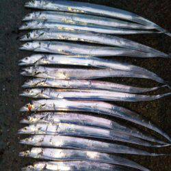 阿南市の椿泊でタチウオ