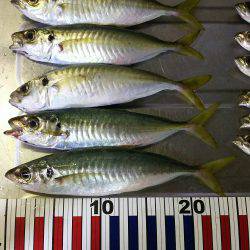 ちょい投げサビキ