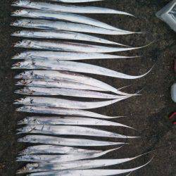 阿南市の椿泊でタチウオ