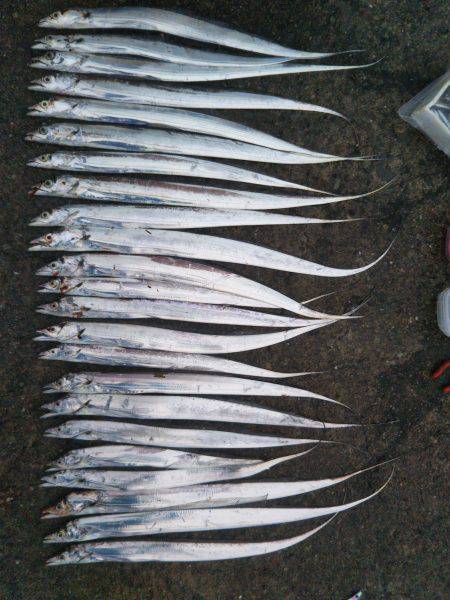 阿南市の椿泊でタチウオ