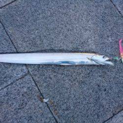 タチウオ　サゴシ