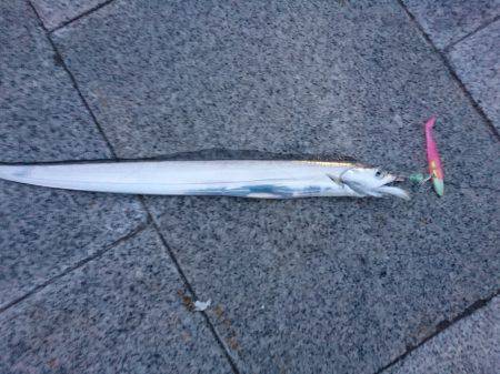 タチウオ　サゴシ